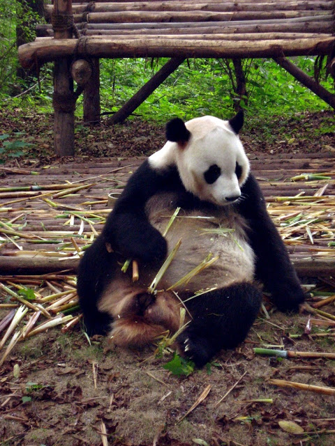 giant panda breeding base chengdu sichuan