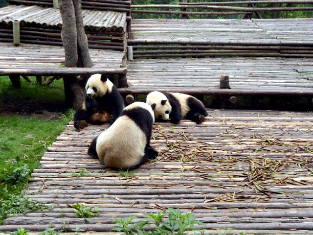 pandy chengdu syczuan